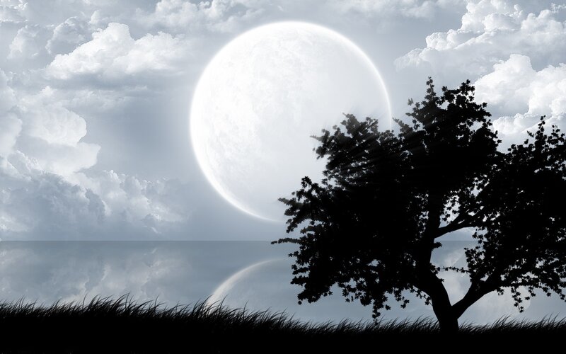 Silhouette of Tree and Grass