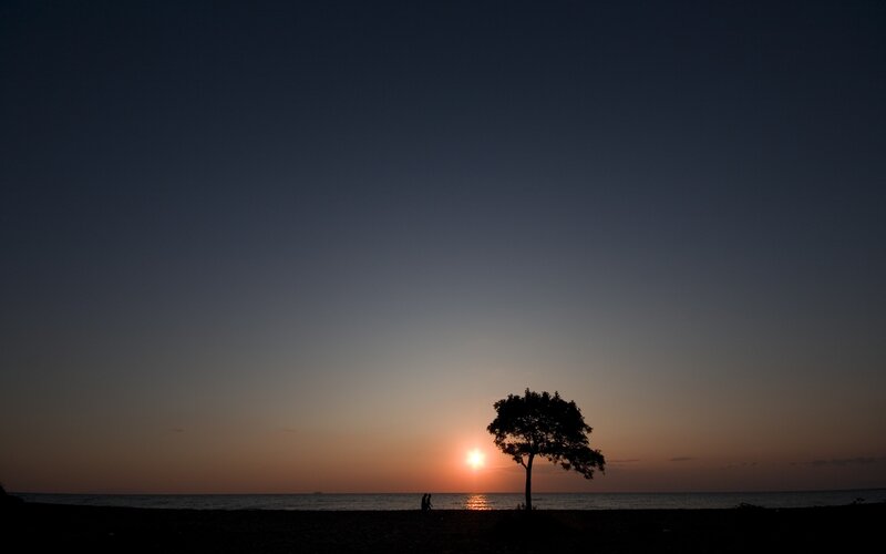 Silhouette of Tree and People