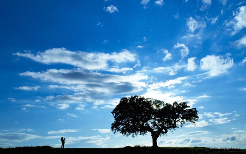 Silhouette of tree and person