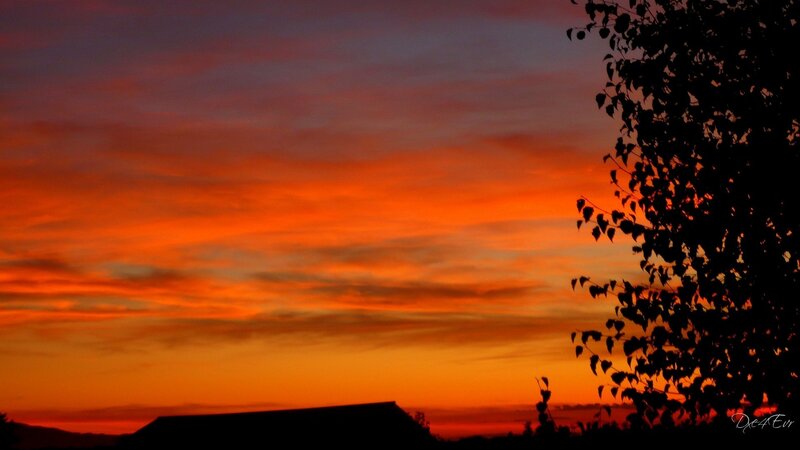 Silhouette of Tree and Roof