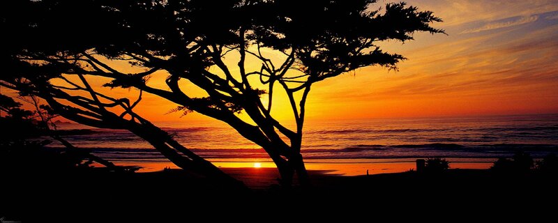 Silhouette of Tree at Beach — Orange, Serene