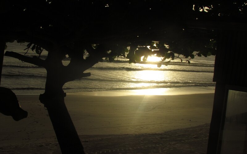Silhouette of Tree at Beach