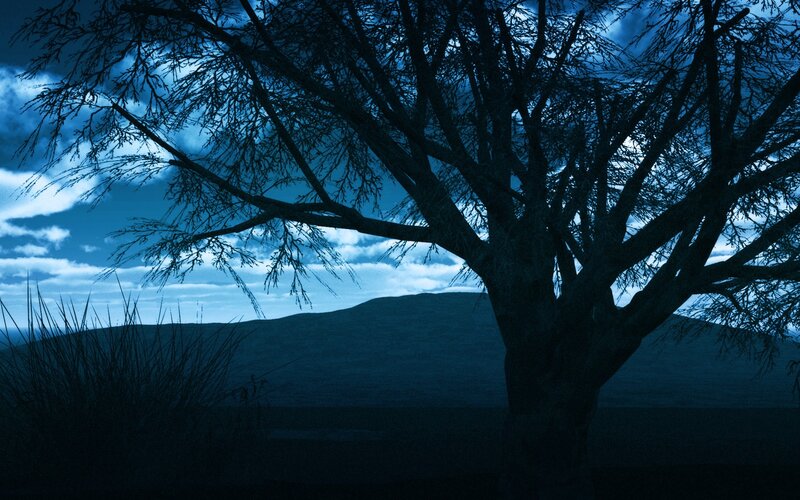 Silhouette of tree at dusk