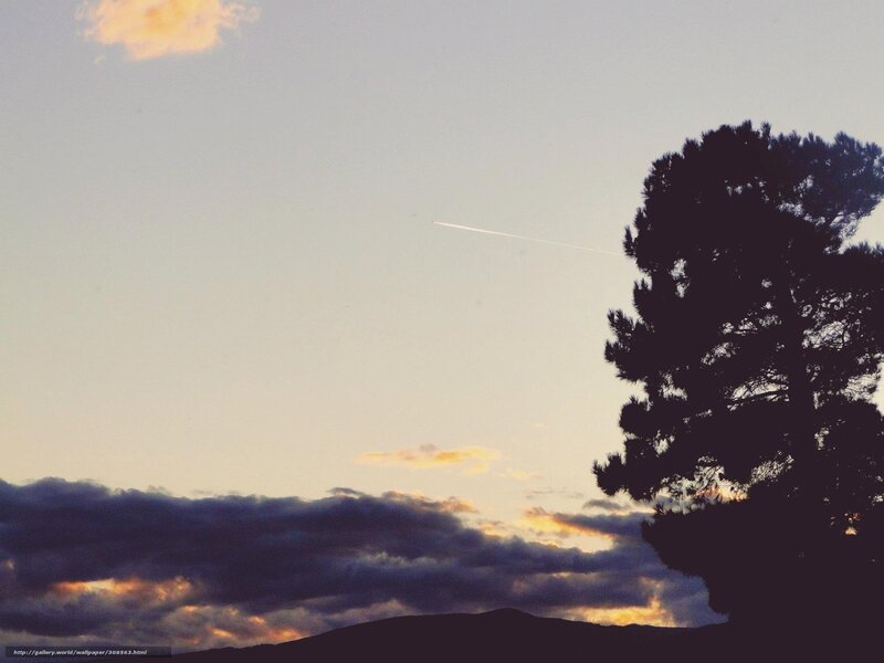 Silhouette of Tree at Dusk — Purple