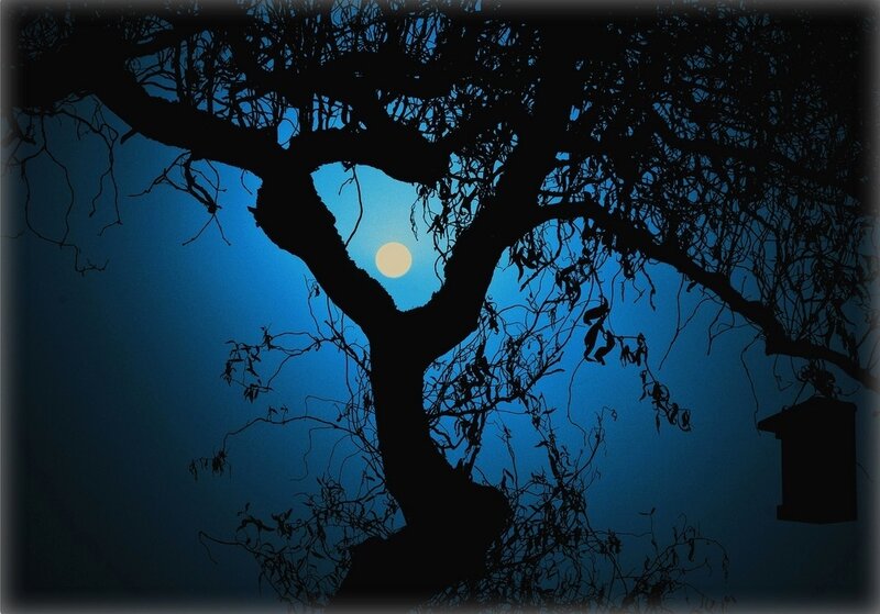 Silhouette of Tree at Night — Blue