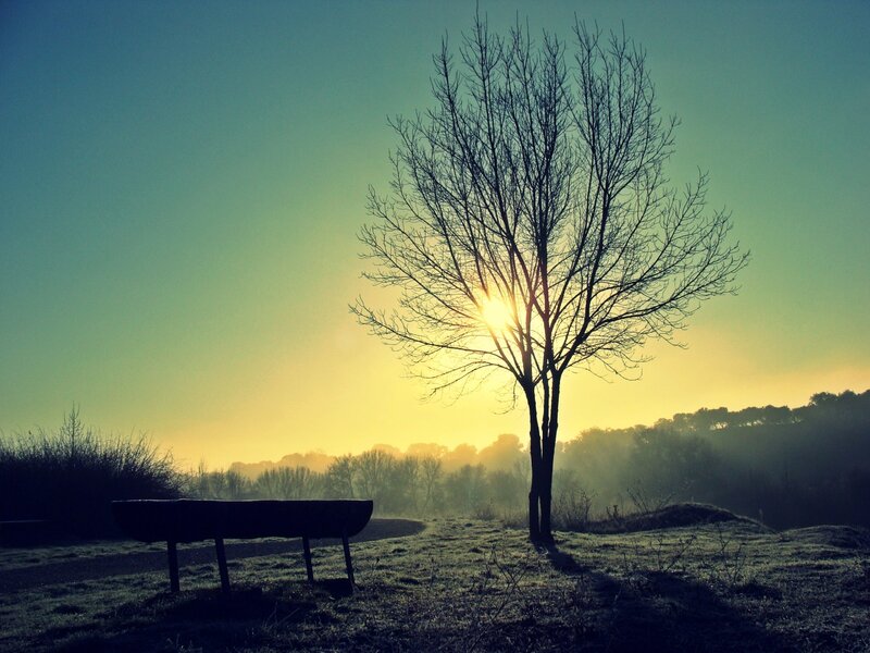 Silhouette of tree at sunrise