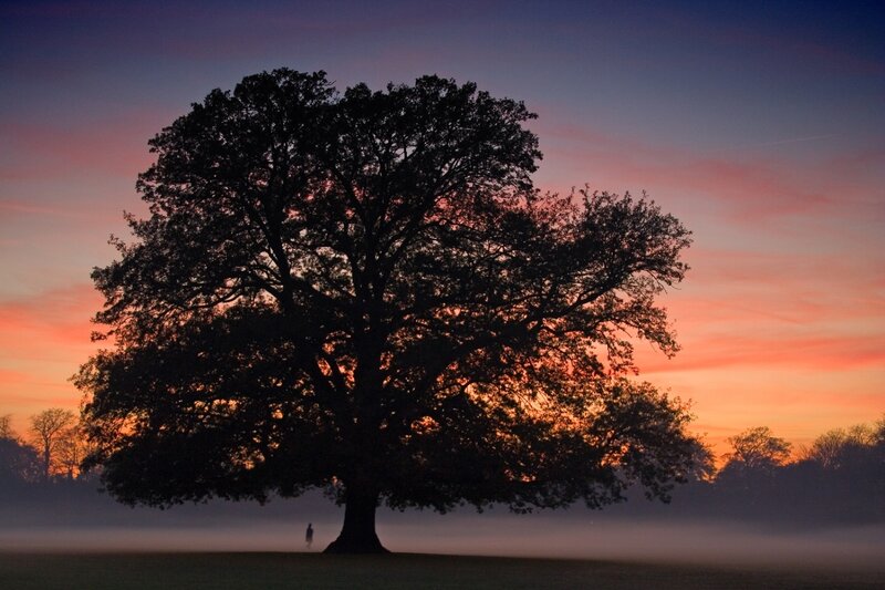 Silhouette of tree at sunrise