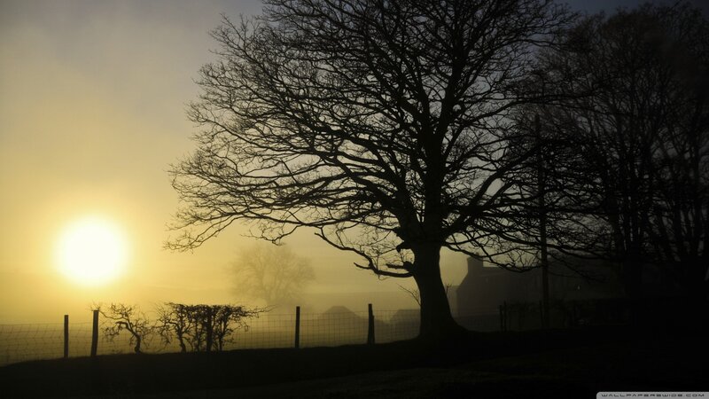 Silhouette of Tree at Sunrise — Yellow