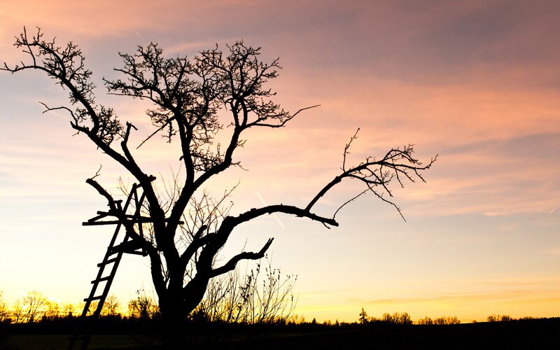 Silhouette of tree at sunset