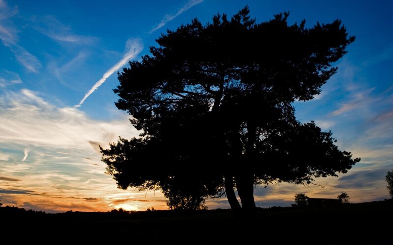 Silhouette of tree at sunset