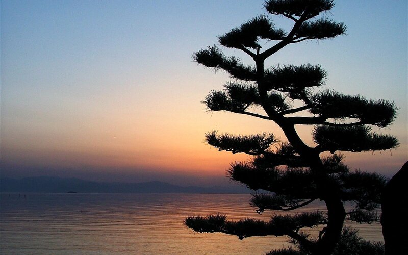 Silhouette of tree at sunset