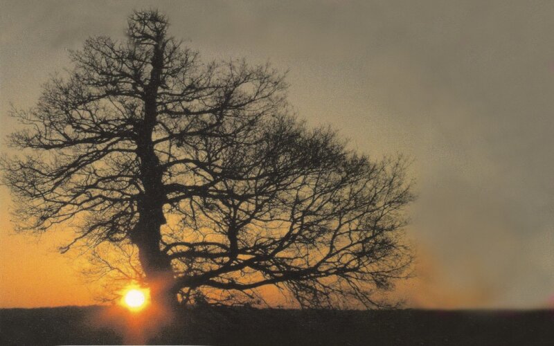 Silhouette of tree at sunset
