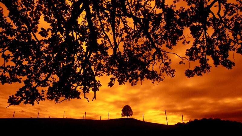 Silhouette of tree at sunset
