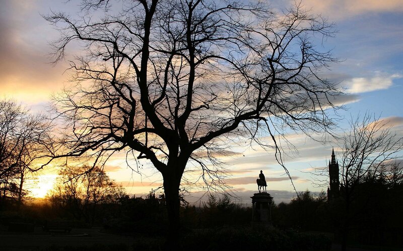 Silhouette of tree at sunset