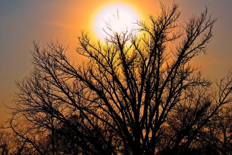 Silhouette of tree at sunset