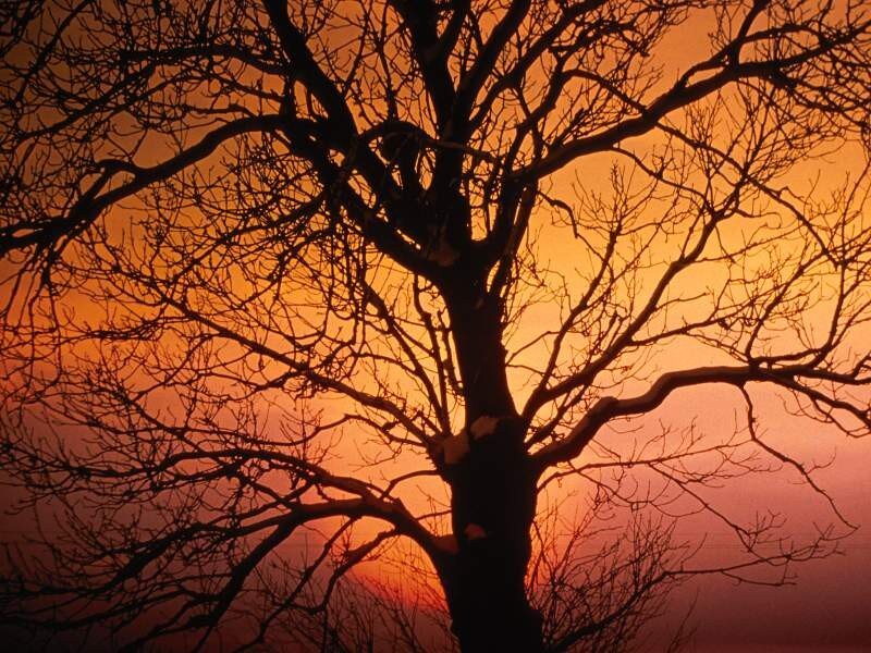 Silhouette of tree at sunset