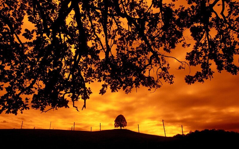Silhouette of tree at sunset
