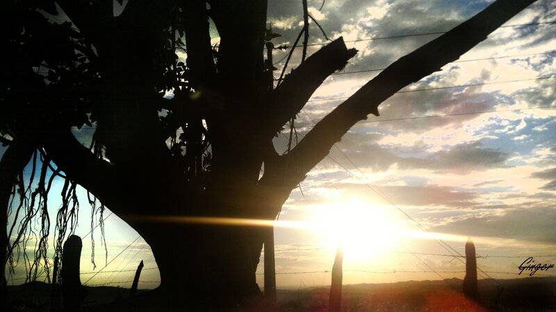 Silhouette of tree at sunset