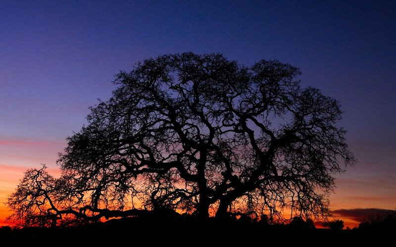 Silhouette of tree at sunset
