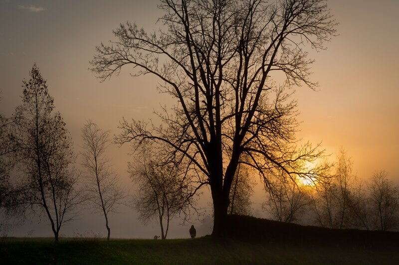 Silhouette of tree at sunset