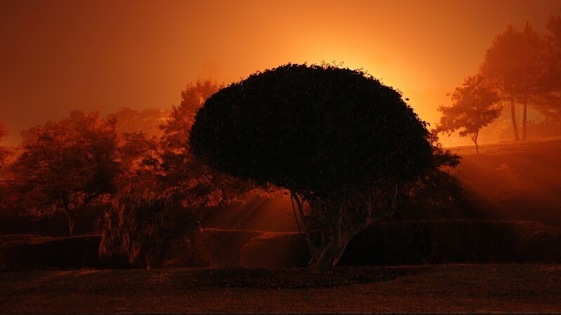 Silhouette of tree at sunset