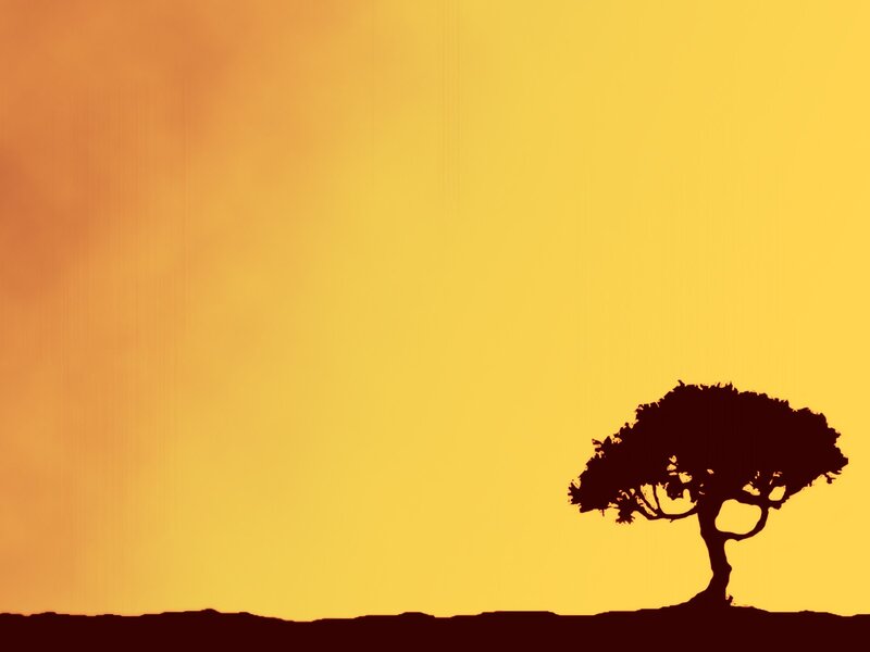 silhouette of tree at sunset