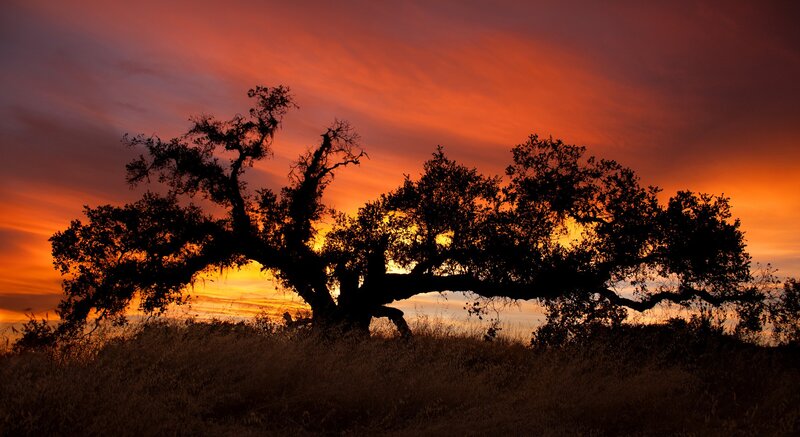 Silhouette of tree at sunset
