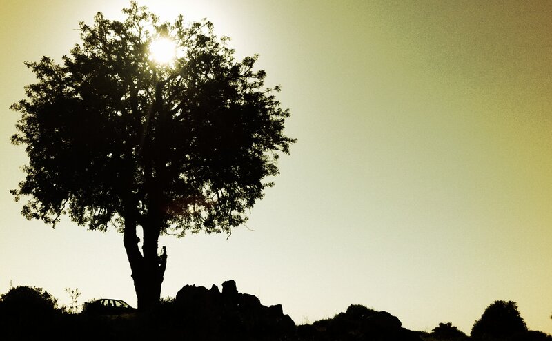 silhouette of tree at sunset