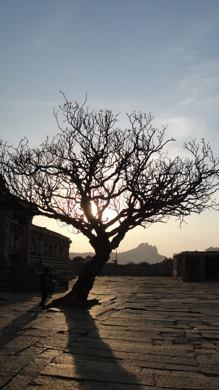 Silhouette of tree at sunset