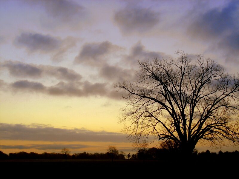 Silhouette of tree at sunset