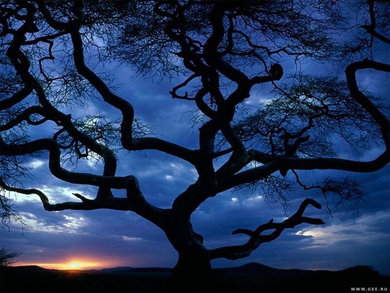 Silhouette of tree at sunset
