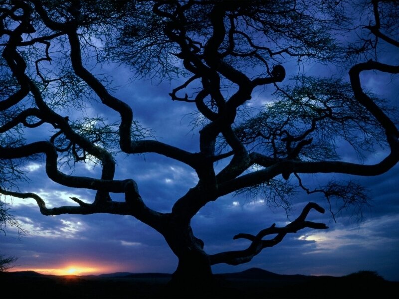 Silhouette of tree at sunset