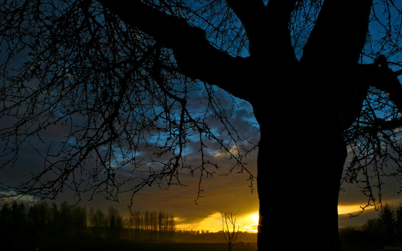 Silhouette of tree at sunset
