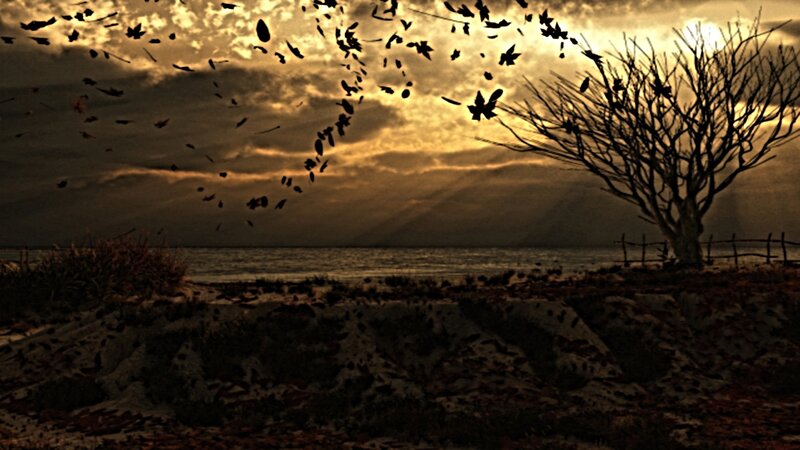 Silhouette of tree at sunset