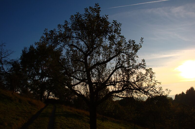 Silhouette of tree at sunset