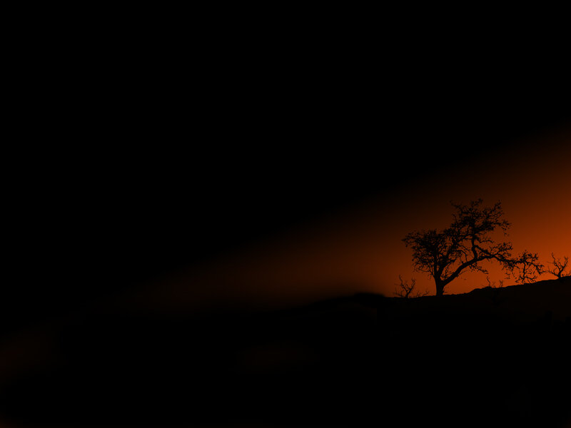 silhouette of tree at sunset