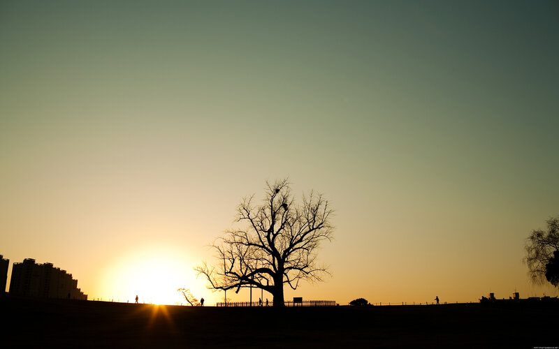 Silhouette of tree at sunset