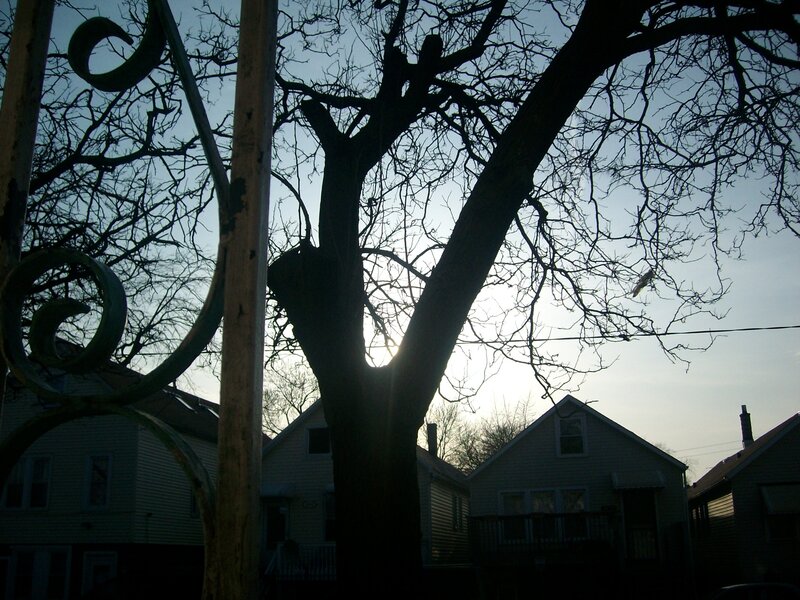 Silhouette of tree at sunset