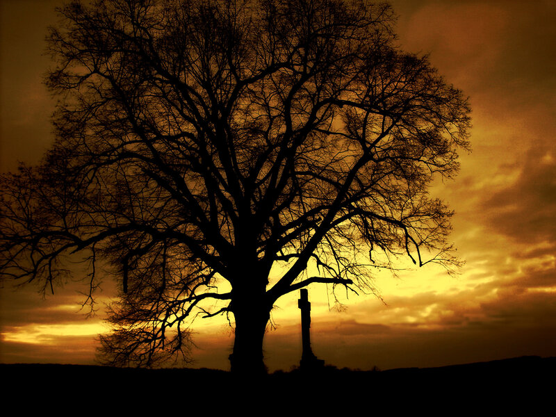 Silhouette of tree at sunset