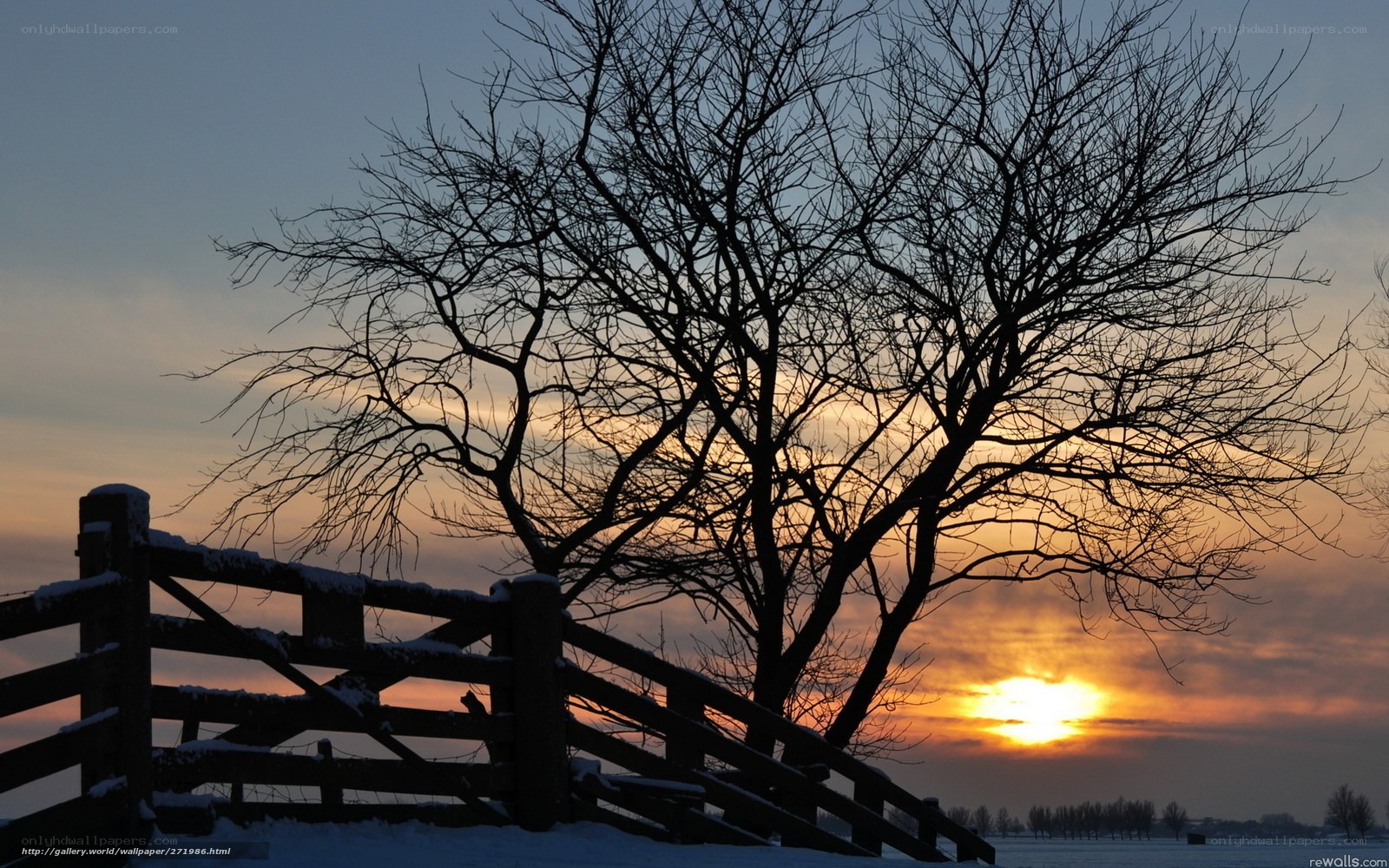 Silhouette of tree at sunset