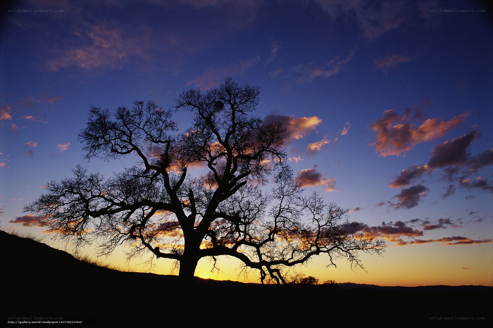 Silhouette of tree at sunset