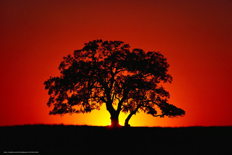 Silhouette of tree at sunset