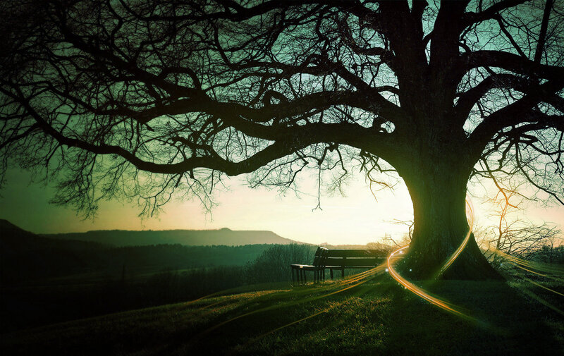 Silhouette of tree at sunset