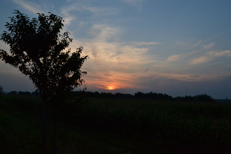Silhouette of Tree at Sunset — Blue