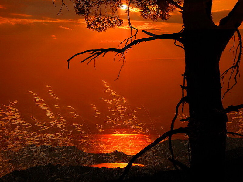 Silhouette of Tree at Sunset — Orange, Dramatic, Photograph, Grass