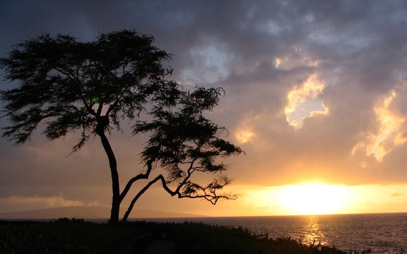 Silhouette of Tree at Sunset — Orange, Dramatic, Photograph, Ocean