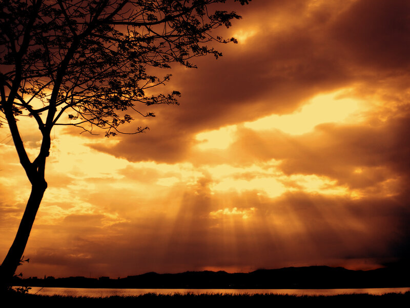 Silhouette of Tree at Sunset — Orange, Dramatic, Photograph, Sky