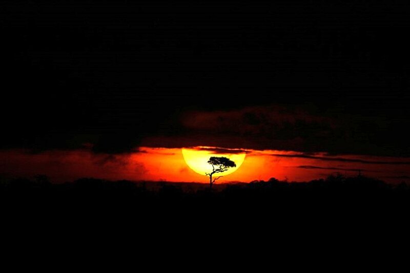 Silhouette of Tree at Sunset — Orange, Dramatic, Photograph, Sun, Clouds