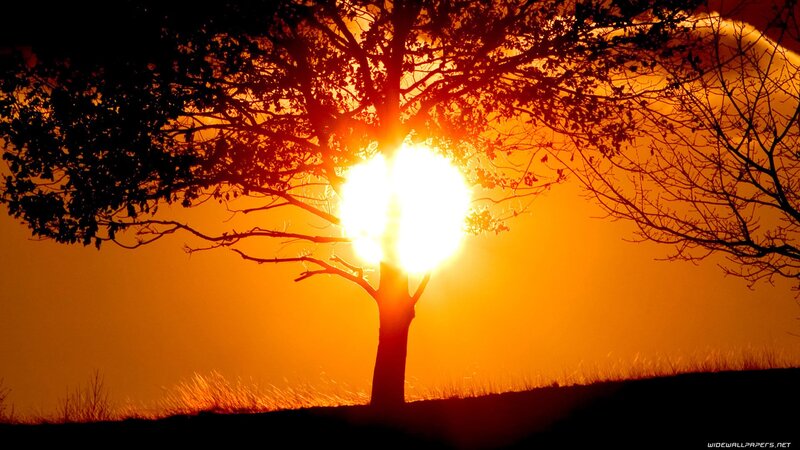 Silhouette of Tree at Sunset — Orange, Dramatic, Photograph, Sun, Sky, Grass, Black