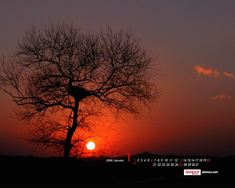Silhouette of Tree at Sunset — Orange, Dramatic, Photograph, Sun, Sky, Nest